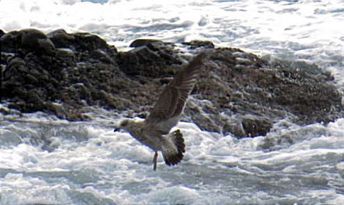 Kelpgull hovering over whitecapped sea near rocks