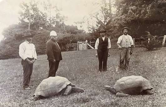 Old photo of four men with near 200 year old turtles
